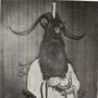 Black Goat