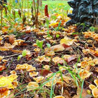 Witches Woods In Sunny's Grove Ontario Canada